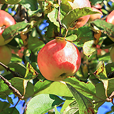 プルーンの葉が落ち始めると、りんごの収穫の季節。